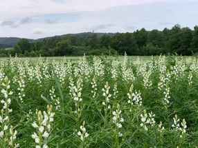 Heimische Eiweisslieferanten - Süßlupinen blühen blau oder weiß