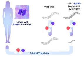 C. elegans editados por CRISPER permiten indentificar vulnerabilidades en cáncer