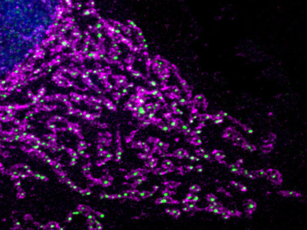 © MPI f. Biologie des Alterns/ Thomas MacVicar