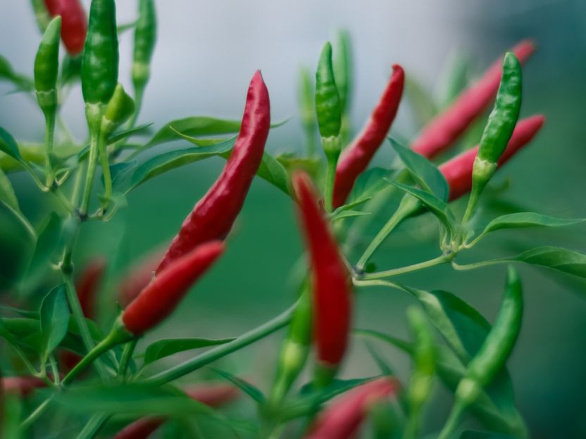 Cambios en el pimiento picante durante la maduración