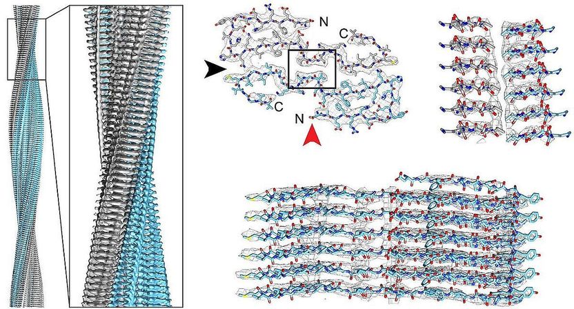 © Kollmer et al., Nature Communications