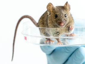 Generierung induzierter pluripotenter Stammzellen der Maus gelingt besser ohne Oct4
