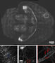 Synapsen in 3D