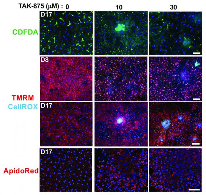 Credit: K.-J. Jang et al., Science Translational Medicine (2019)