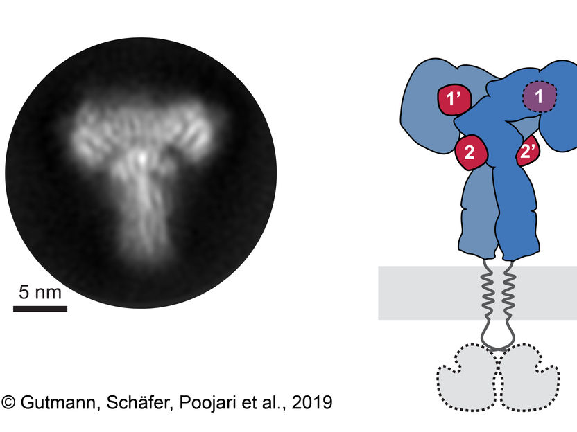 © Gutmann, Schäfer, Poojari et al. 2019