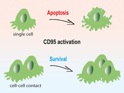 Cell death or cancer growth: a question of cohesion