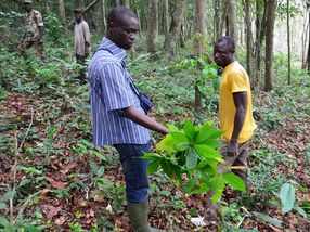 How to fight illegal cocoa farms in Ivory Coast