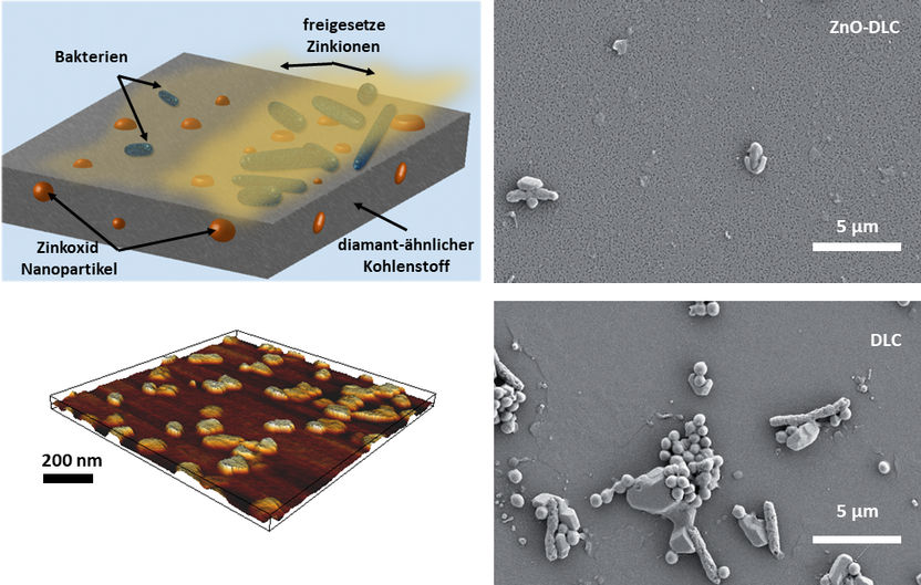 © AG Biophysik, Universität Augsburg / Scientific Reports