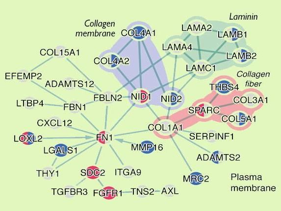 Wound healing in mucous tissues could ward off AIDS