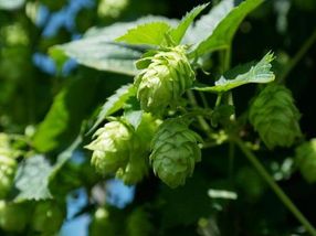 Hops compounds help with metabolic syndrome while reducing microbiome diversity