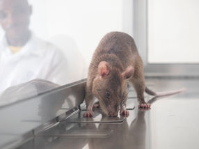 Wie Ratten Tuberkulose riechen