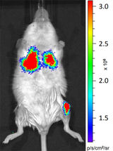 Warum Mäusen bei Knochenmarktransplantationen wenig zu viel ist