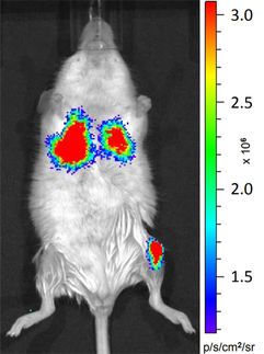 Why a little is too much in intra-bone marrow transplantation in mice