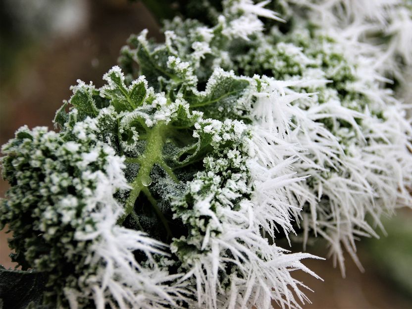 Warum die Grünkohlzeit erst nach dem ersten Frost beginnt