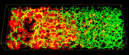 Better diagnosis with 3D model of human liver tissue
