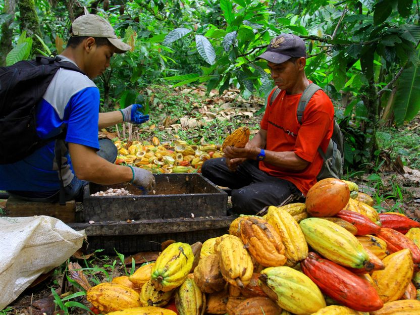 Gutes Tun mit Gaumenfreuden - Das Anbauprojekt der Naturata Herkunftsschokolade Brasilien feinbitter