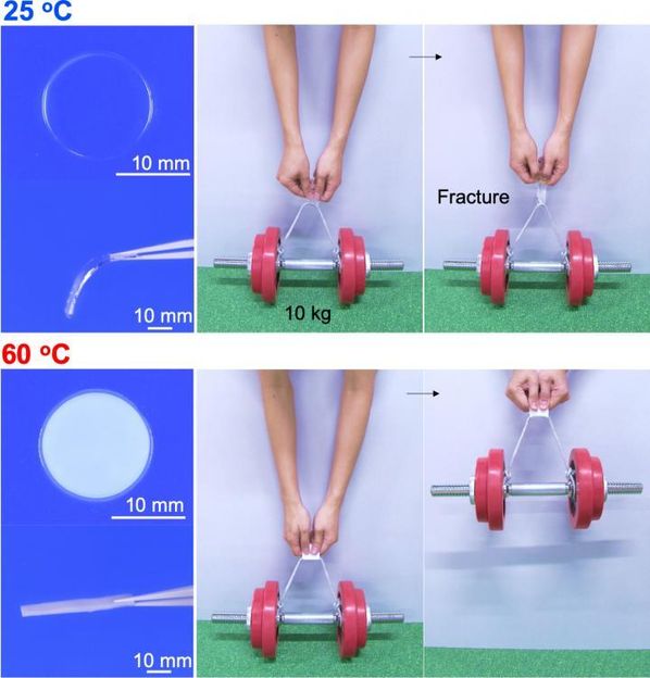 Nonoyama T. et al., Advanced Materials, November 18, 2019