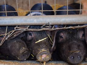 Schweinepest breitet sich weiter in Polen aus