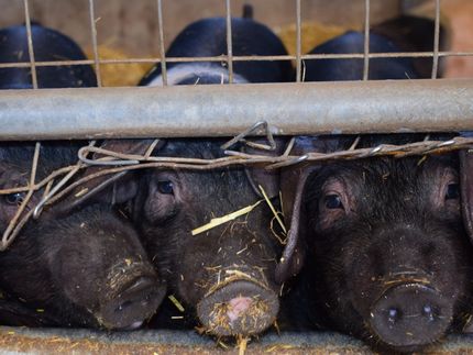 Schweinepest breitet sich weiter in Polen aus