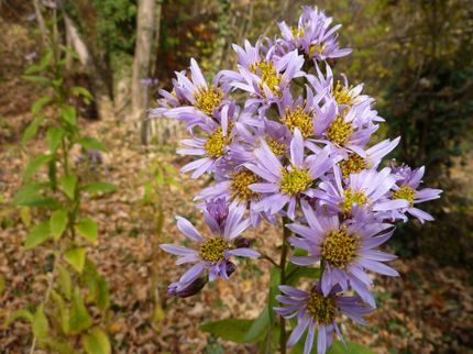 Fungus produces active agent in a medicinal herb