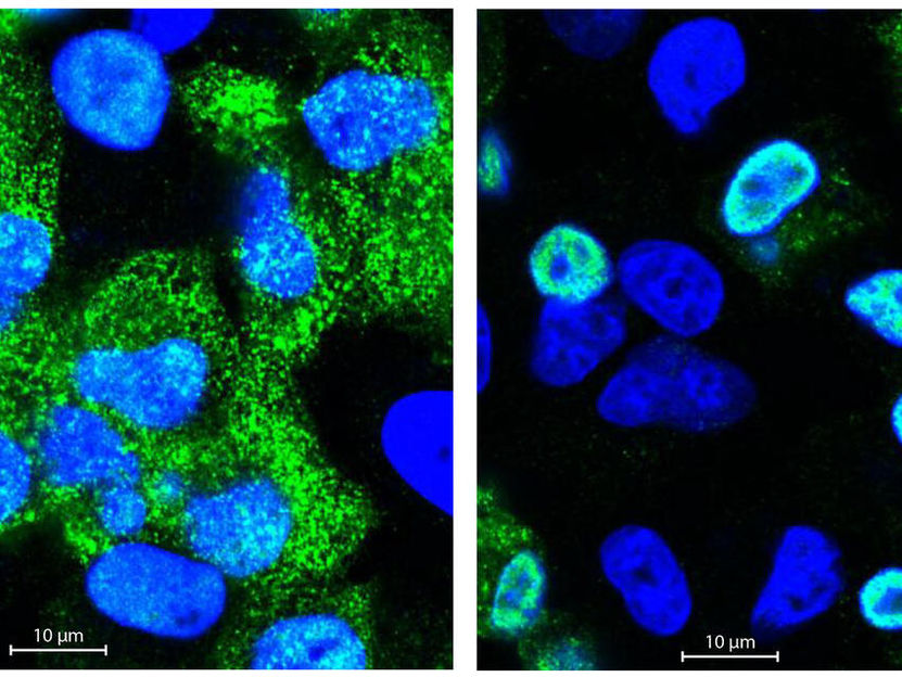 © Selbach Lab, MDC