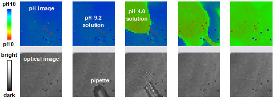 pH and optical images