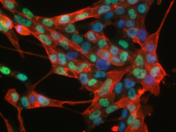 © MPI für molekulare Biomedizin