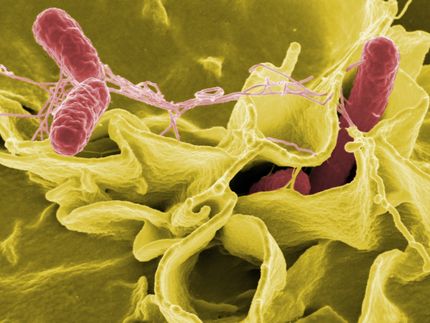 Salmonella the most common cause of foodborne outbreaks in the European Union