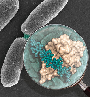 Investigadores del CSIC revelan la estructura de una maquinaria clave en la división de las bacterias