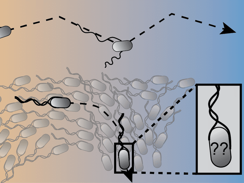  © Max Planck Institute for terrestrial Microbiology/Colin 