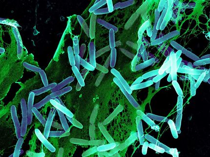 Body cells spy out bacteria
