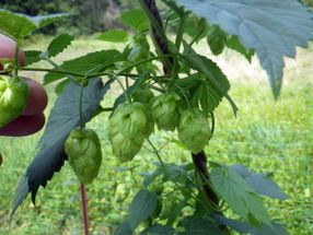 Craft-beer boom linked to record-number of US states growing hops
