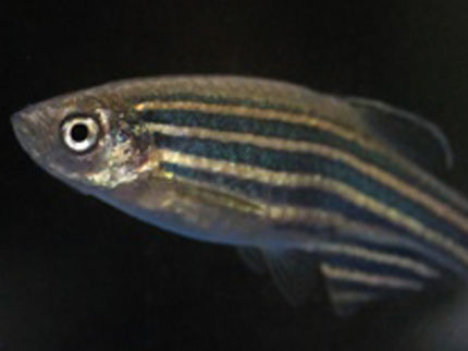 "Census" in the zebrafish's brain