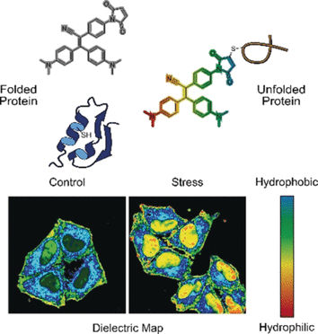 Sensing Protein Wellbeing - Molecular probe maps misfolded proteome state in live cells