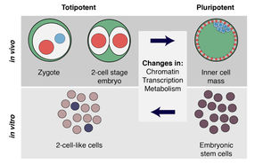 Grenzenloses Potenzial: Totipotent-ähnliche Zellen auf neue Weise erzeugt