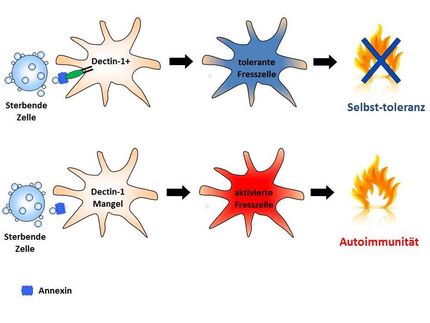 How dying cells prevent dangerous immune reactions