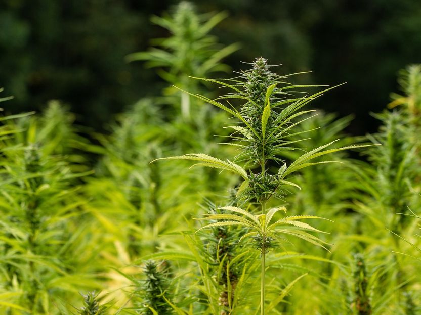 High anxiety: Proposed US hemp rules worry industry
