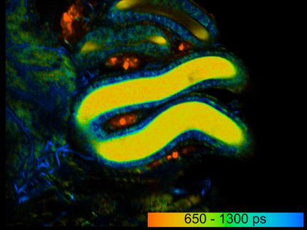 Biologists make living sperm glow