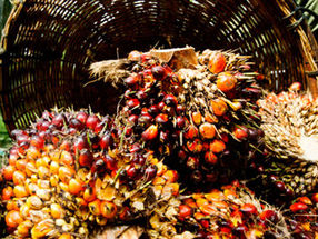 Palmöl-Check: Fleisch bleibt Brandbeschleuniger bei Waldzerstörung