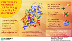 Neue Studie über ein kürzlich entdecktes Chlorophyllmolekül könnte der Schlüssel zu besseren Solarzellen sein