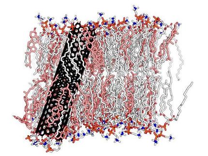 Desarrollan un nuevo modelo que simula las acumulaciones de lípidos en las membranas