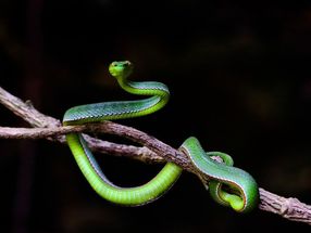 Researchers trace coronavirus outbreak in China to snakes