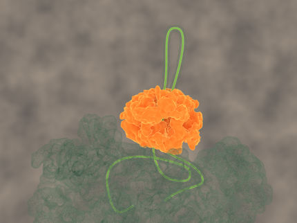 Molekulare Maschine entwirrt verklumpte Proteine