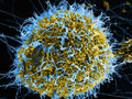 Neue Ebolavirus-Varianten schneller erkennen und bekämpfen
