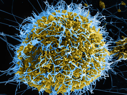 Reconocer y controlar más rápidamente las nuevas variantes del mortal virus del Ébola
