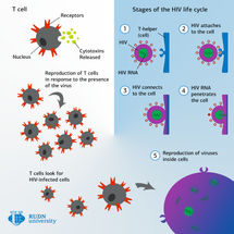 Matemáticos de RUDN university han creado un modelo del movimiento de las células inmunes