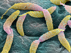 Inneres «Uhrwerk» taktet Zellteilung bei Bakterien