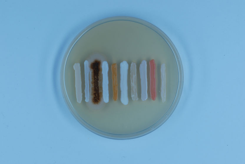 Pilze bestimmen ohne Bücher: Genetischer „Barcode“ unterscheidet zwischen Arten - Internationales Forscherteam mit RUB-Beteiligung findet universellen Marker