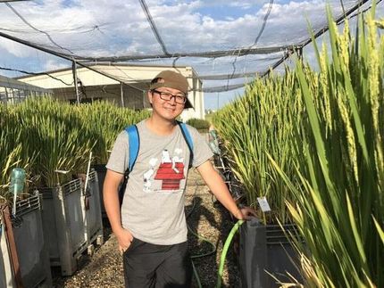 Jiajia Wang M.Sc., Erstautor der Studie, bei Untersuchungen auf einer Reisfeld-Versuchsanlage in Italien.