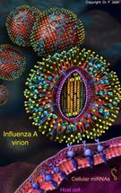 influenza A virus